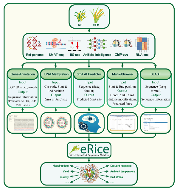2.其他平台—水稻多组学数据库(eRice).png